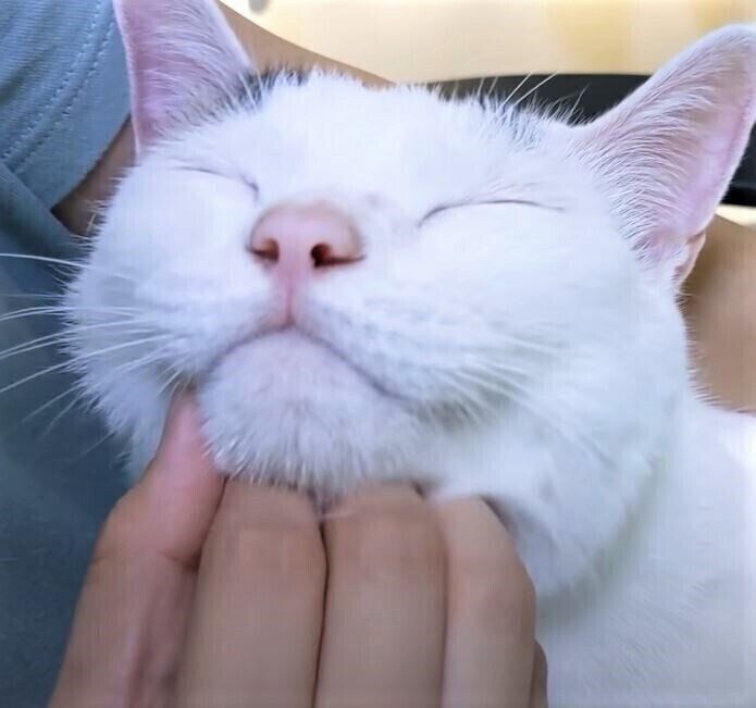 撫でられてゴロゴロいう猫