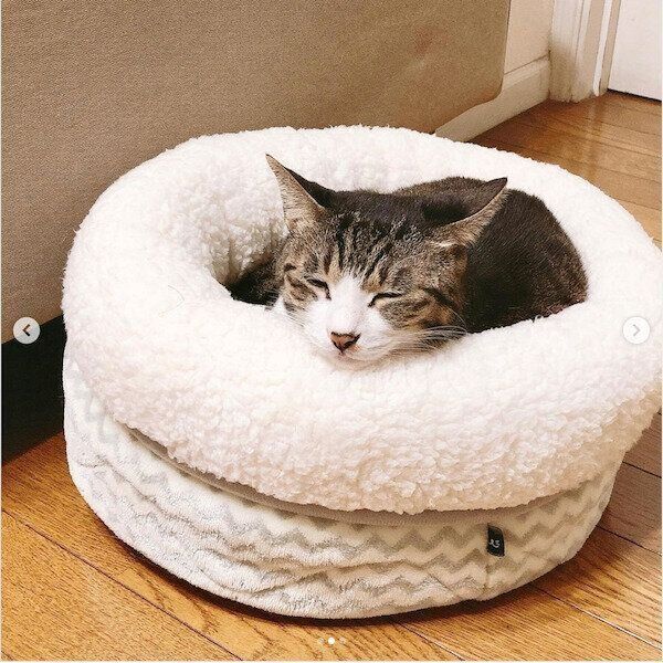 「ペットベッド」で眠るねこりんちゃん