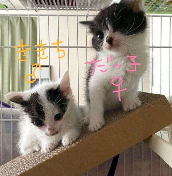 家に来た頃のききちくん、だー子ちゃん