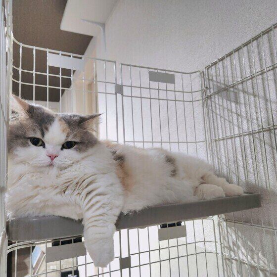 ケージで寝そべる猫