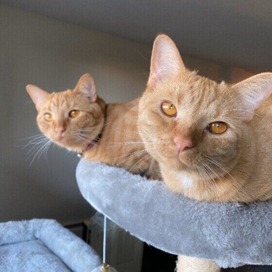 仲良くまったりする猫