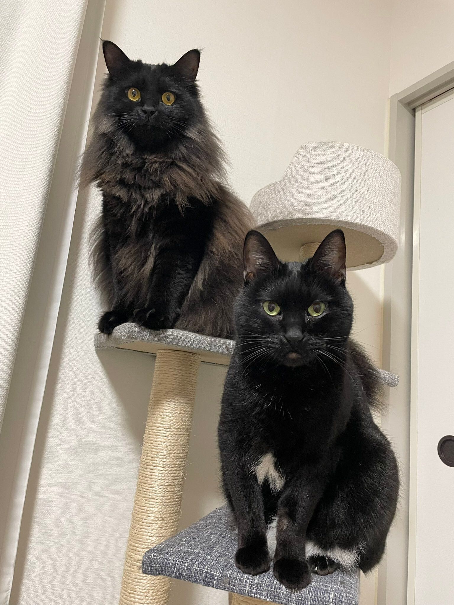 キャットタワーの上にいる2匹の猫