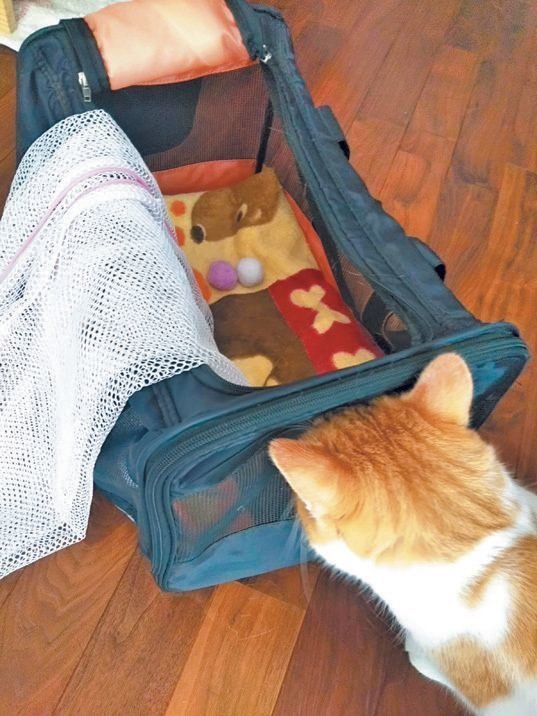 画像／ねこのきもち2019年11月号『愛猫をノーストレスで診てもらう方法』