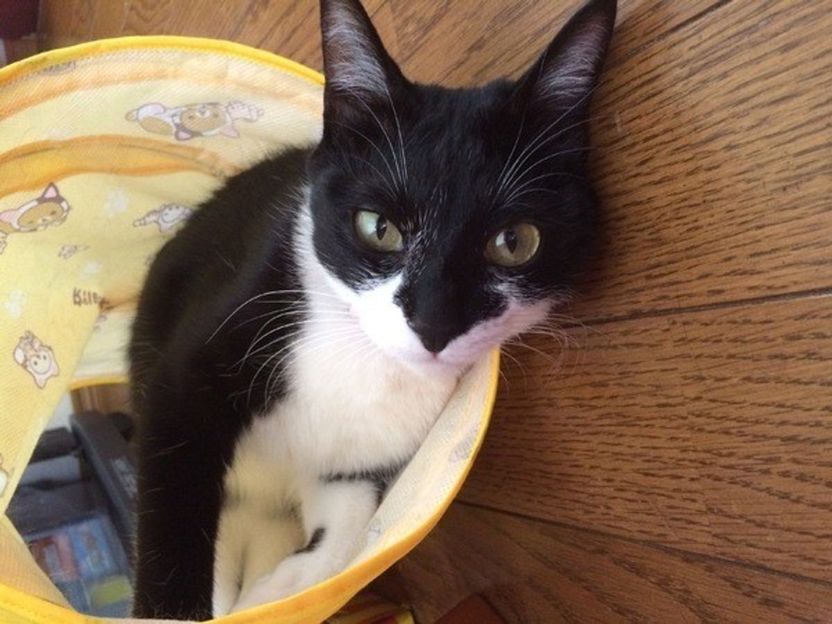 もう退屈なんて言わせない 猫の年代別おもちゃの選び方とは ねこのきもちweb Magazine もう退屈なんて言わせない 猫の年代別おもちゃの選び方とは ねこのきもちweb Magazine