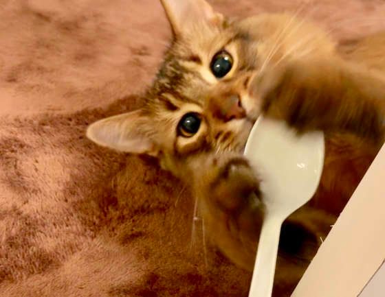 スプーンをつかむソマリ