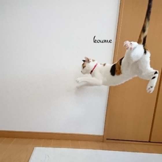 大ジャンプするミケ