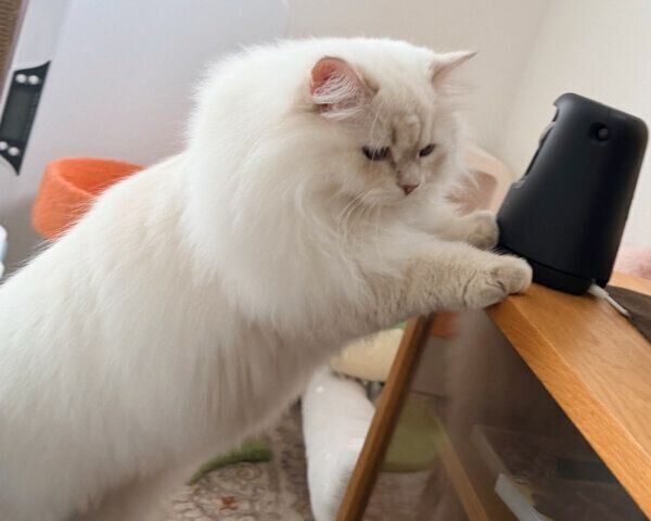 いたずらの気配をかもしだすエトちゃん