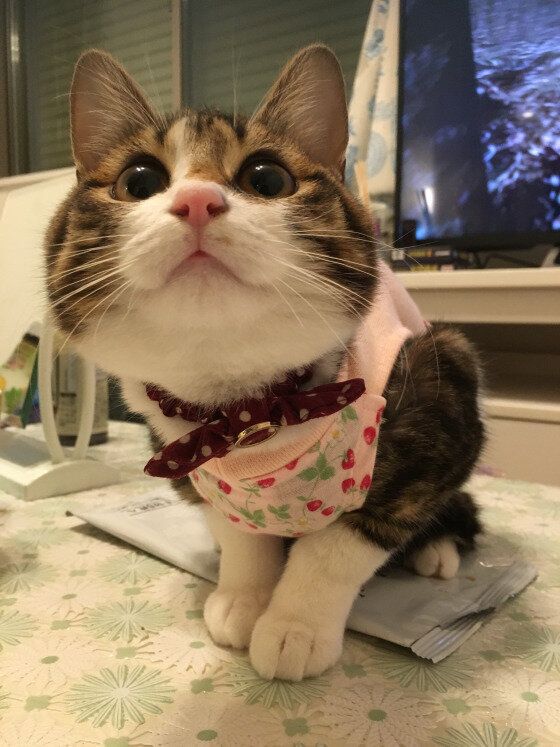 MIXのしちみちゃん