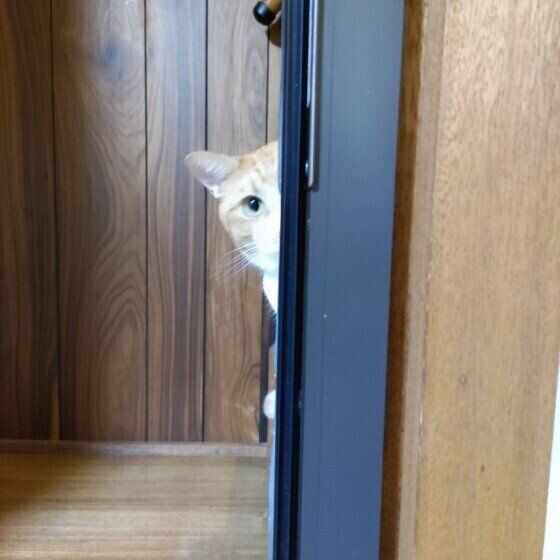 MIX茶トラの球ちゃんくん