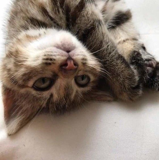 我が家のアイドル