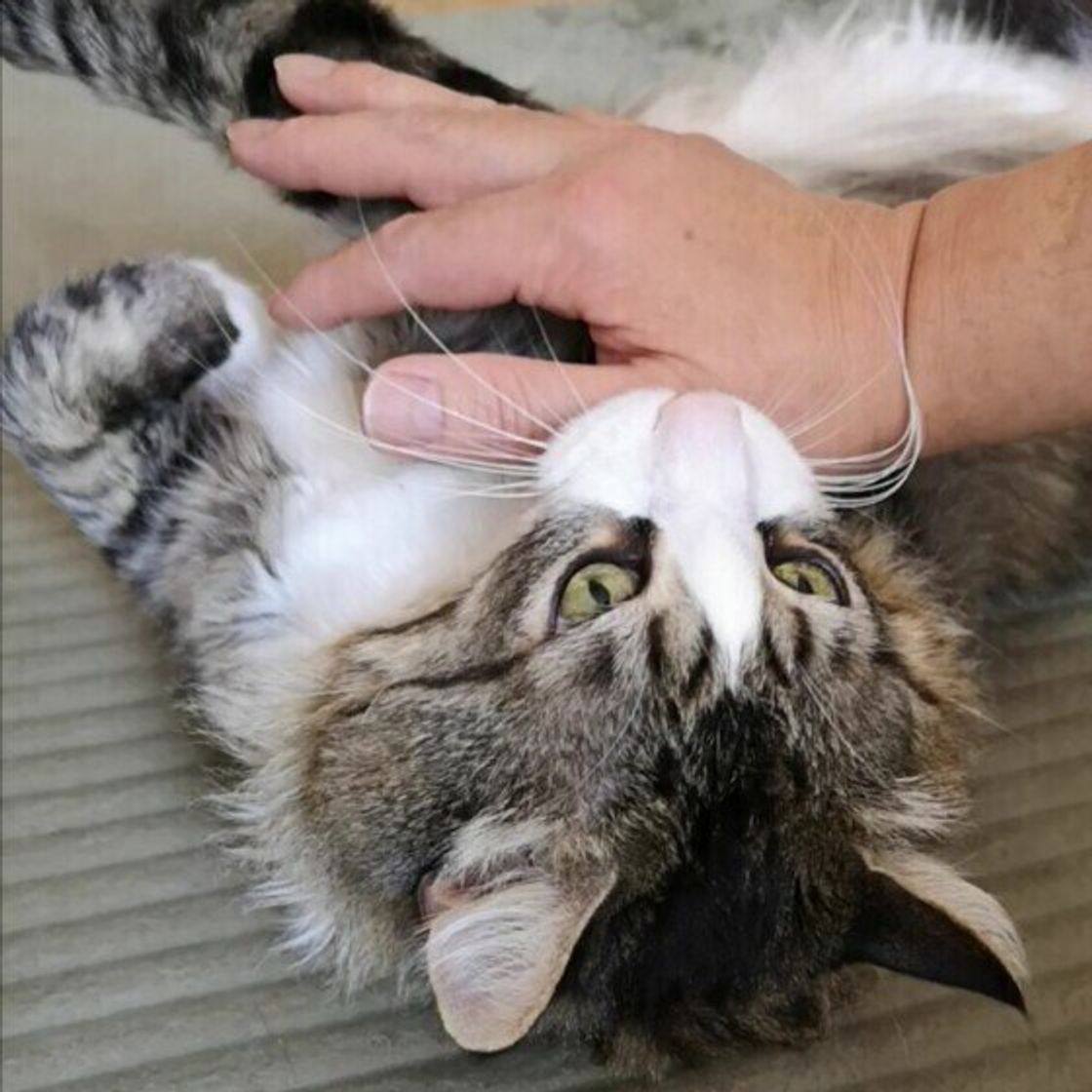 猫が 甘噛み をする3つの理由 飼い主さんが知っておきたい注意点とは ねこのきもちweb Magazine 猫が 甘噛み をする3つの理由 飼い主さんが知っておきたい注意点とは ねこのきもちweb Magazine