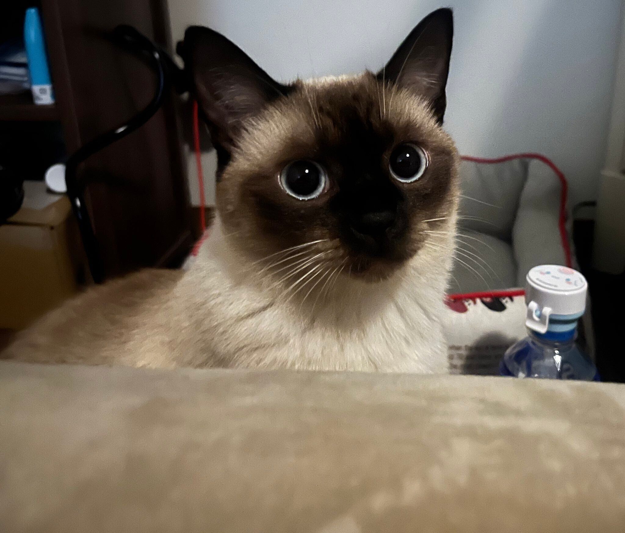 ダウンしている飼い主さんをじーっと見守るぷよくん