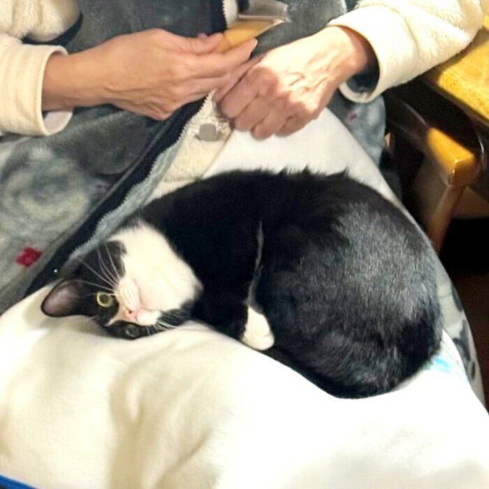 お母さんの膝の上で丸まってくつろぐタビちゃん