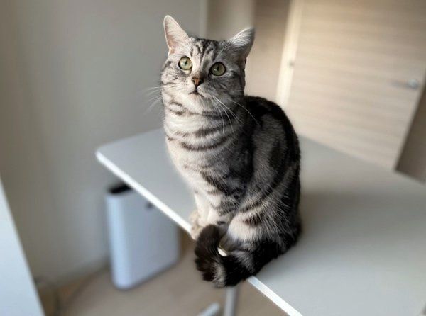 お座りするアビーちゃん