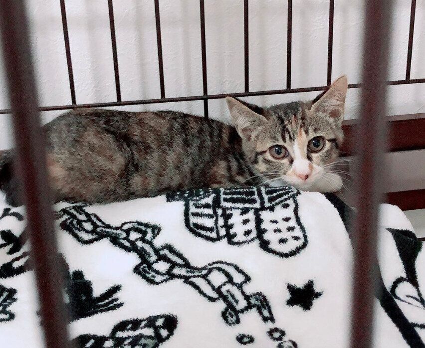 お迎え当時のナナちゃん