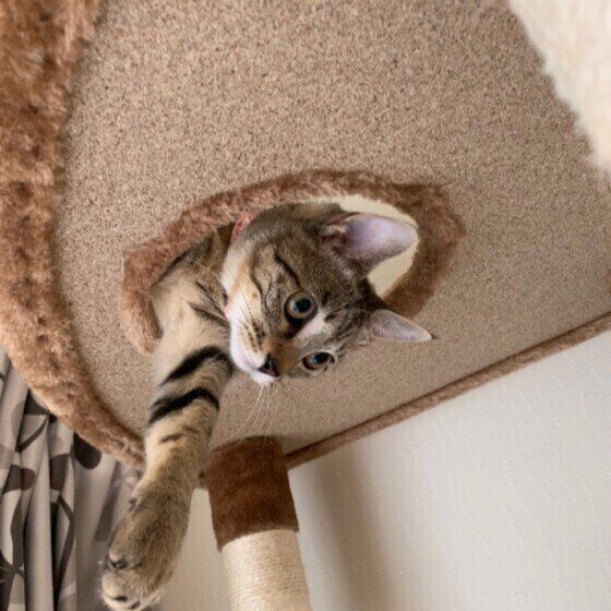 キャットタワーで遊ぶ猫
