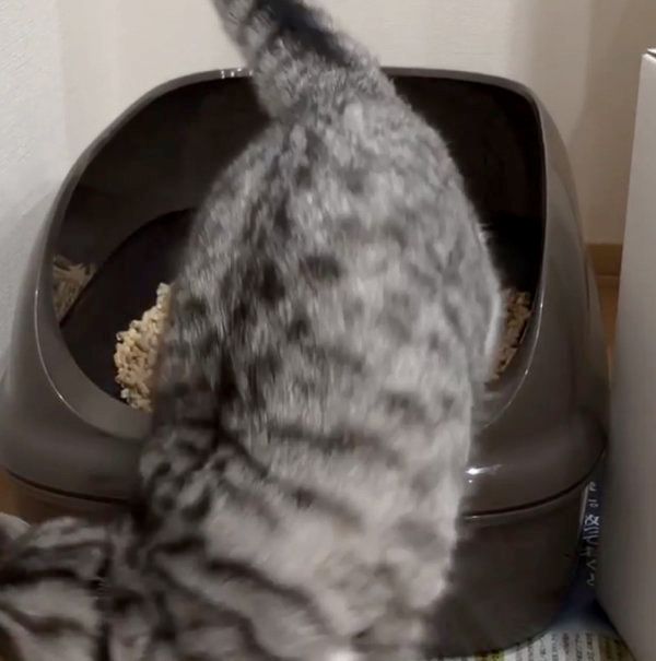 マンチカンのこまるちゃん