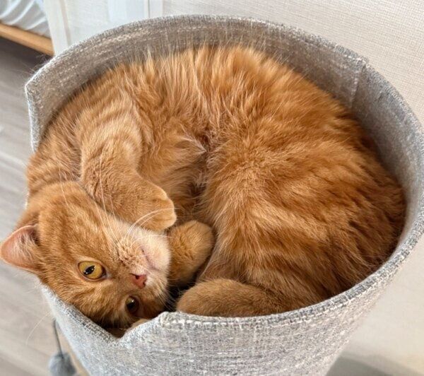 キャットタワーに埋まるにゃむちゃん