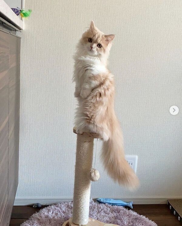 器用に立つビジュちゃん