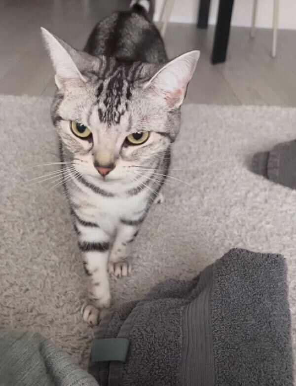 タオルを運ぶララちゃん