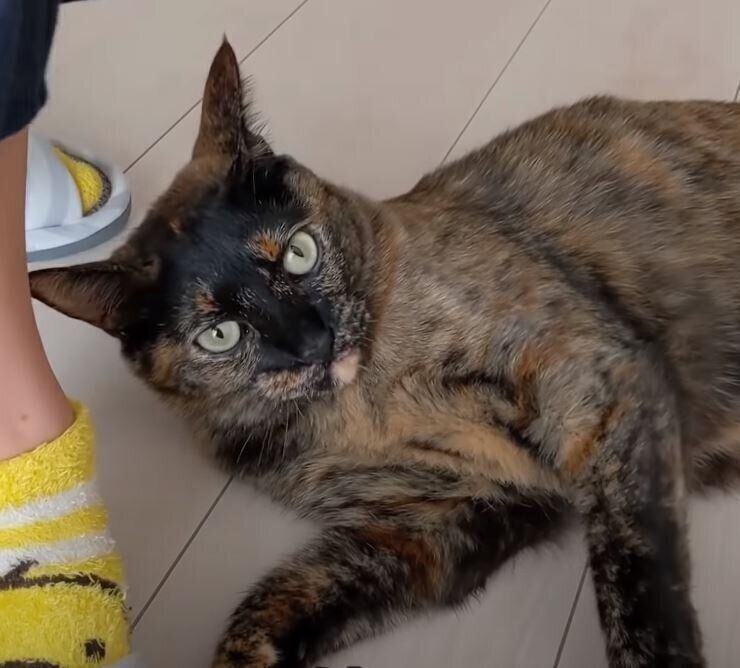 足元にすり寄る猫