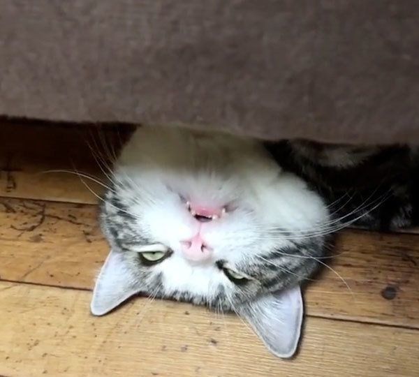 眠るマンチカン