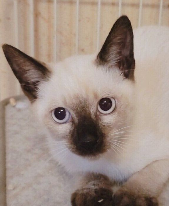 生後3カ月の子猫
