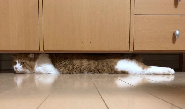 ギリギリにおさまるのが好きな猫