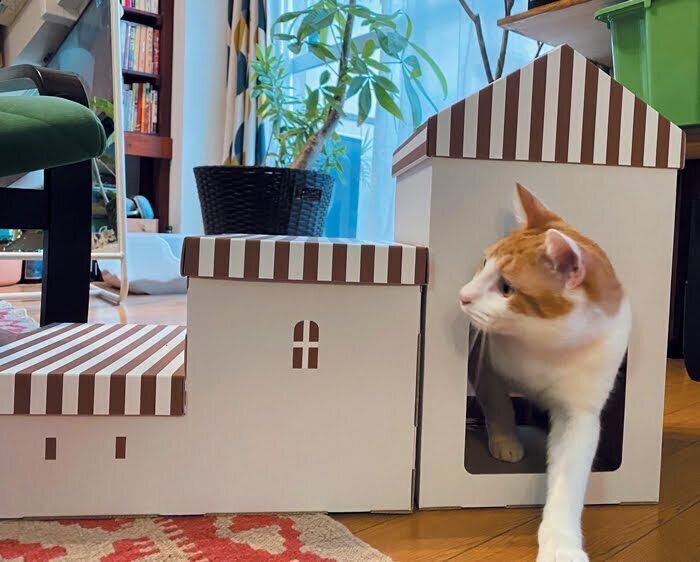 組み換えいろいろステップ＆ハウスに入る猫