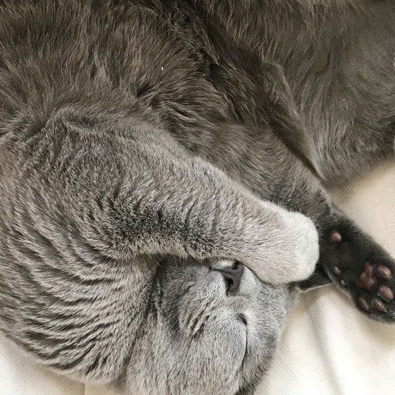 ねこのきもち投稿写真ギャラリー