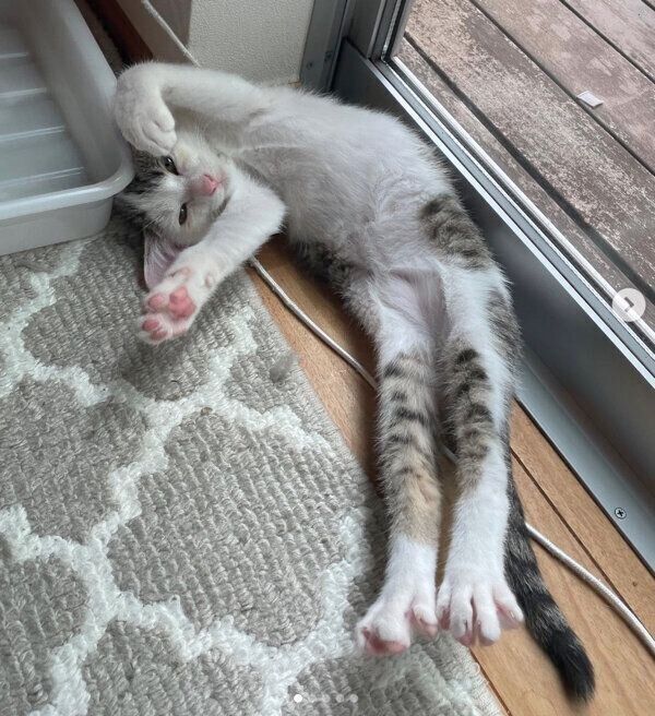 新入り保護子猫・ルイくん