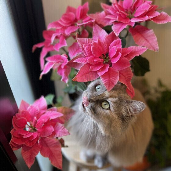 ミケのもこたちゃん