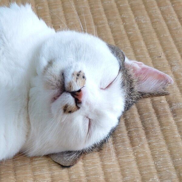 畳でゴロンと寝転がるのりまきくん