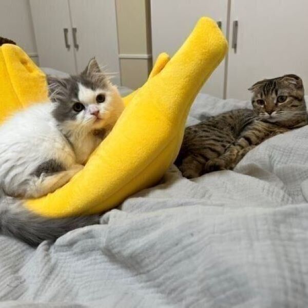 2匹でまったり中のまつたけちゃんとおすしくん