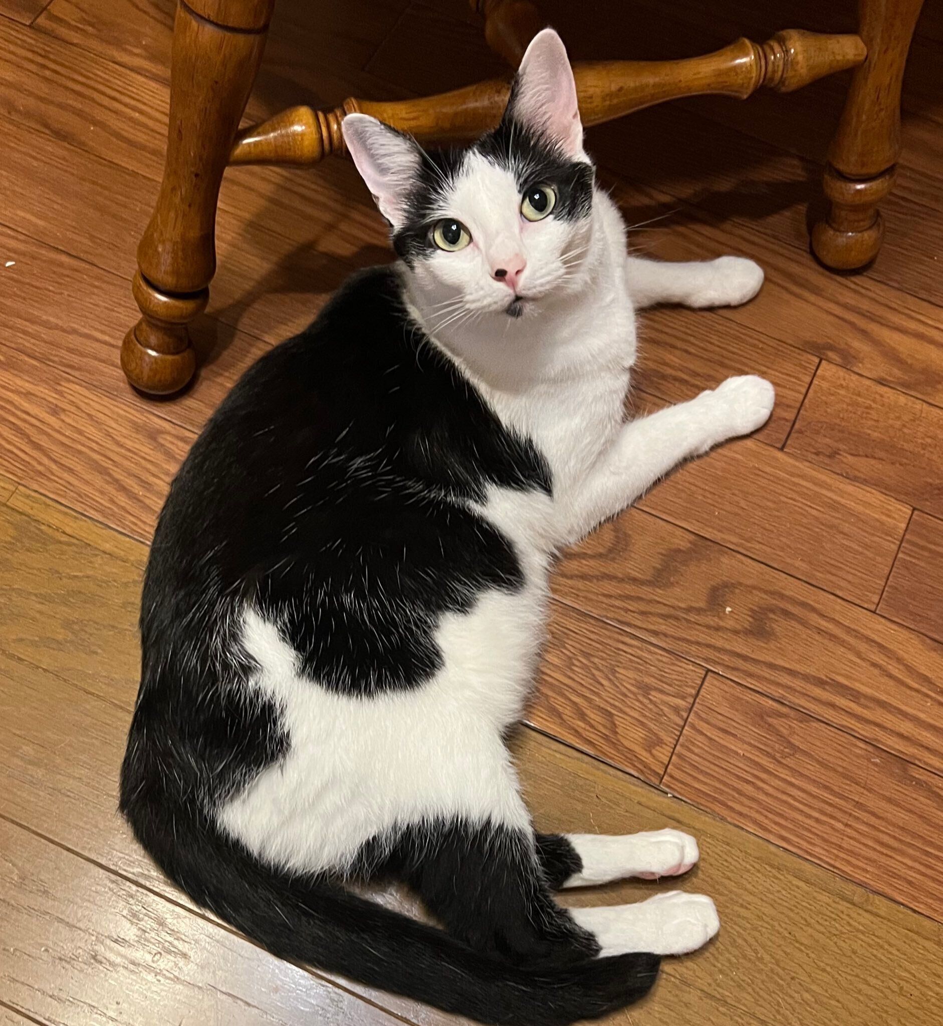 まったりするまめちゃん