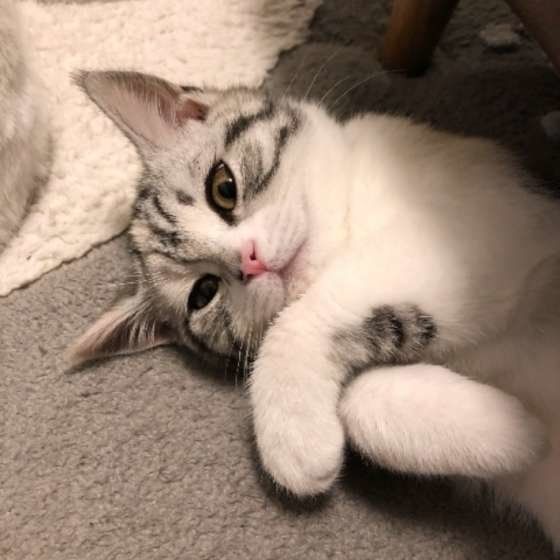 見つめるスコティッシュフォールド