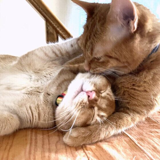 マンチカンのお兄ちゃんに甘えるスコアくん