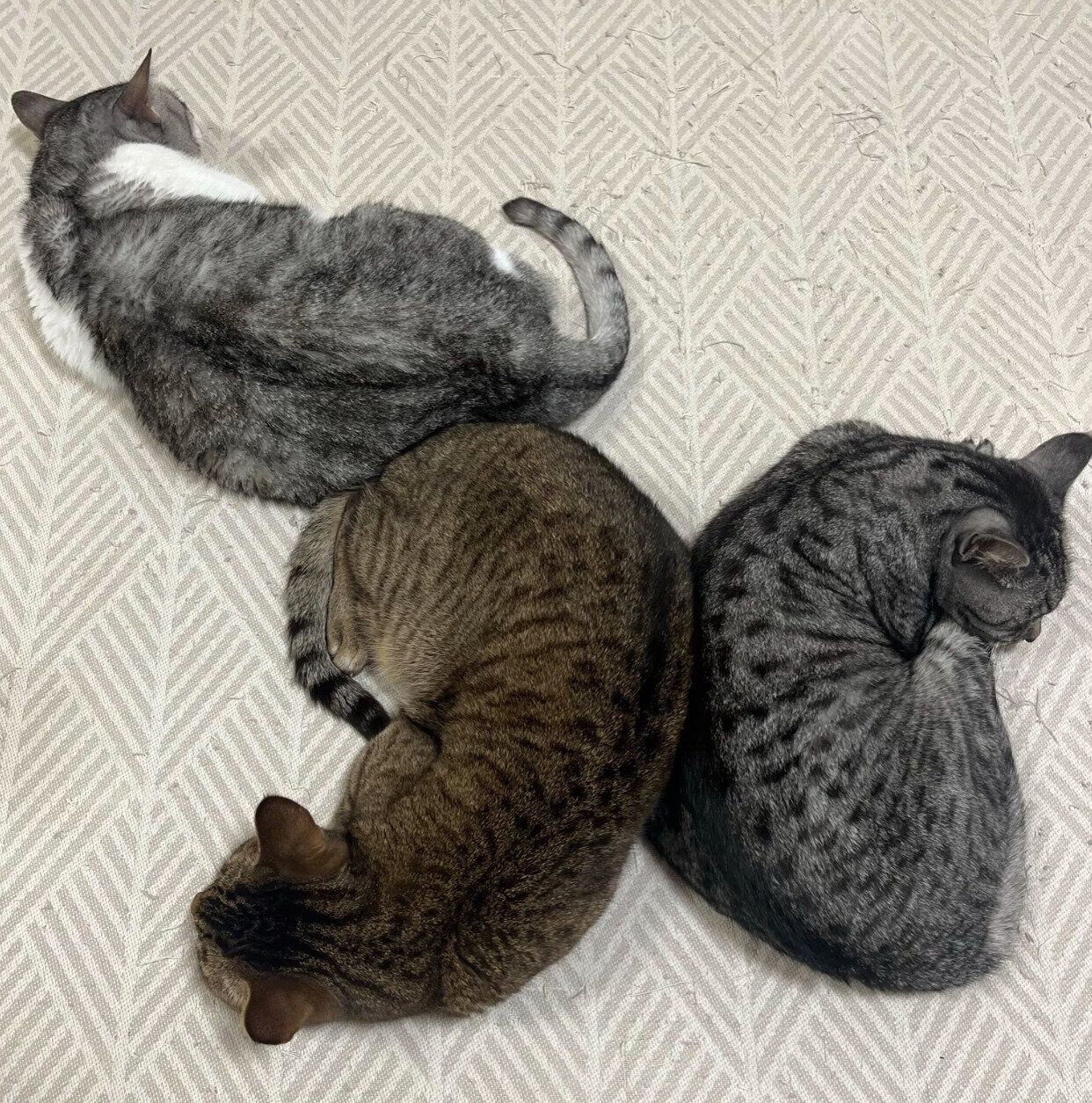 くっついて眠る3匹
