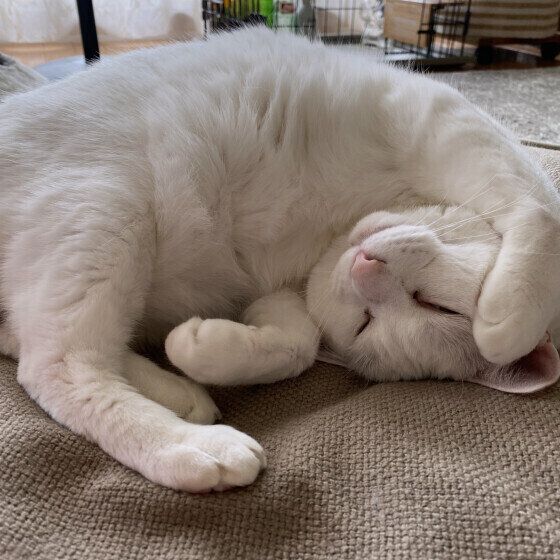 白のももちゃん