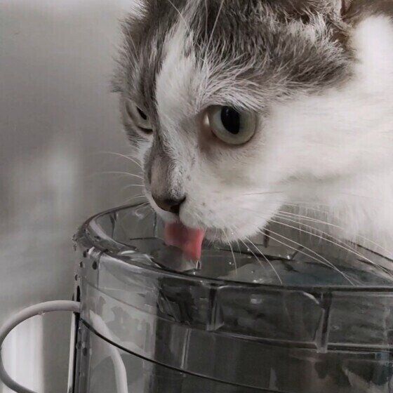 水を飲むキトくん