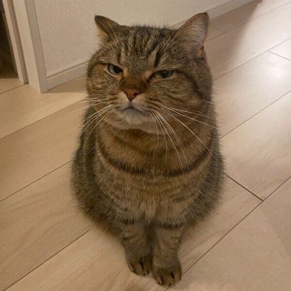 細い目でじーっと見つめるどんぐりくん