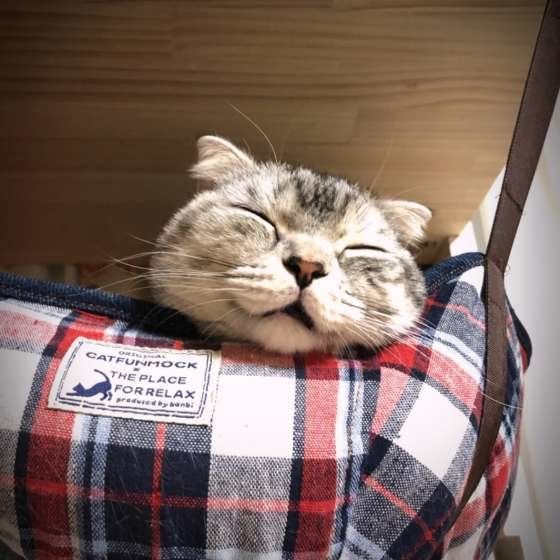 眠るマンチカン