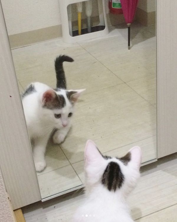 鏡を初めて見た猫