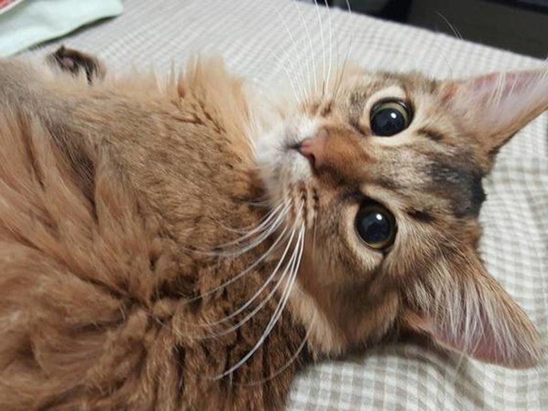 獣医師が解説 猫にヨーグルトはアリ 適量 頻度 注意点も解説 ねこのきもちweb Magazine 獣医師が解説 猫にヨーグルトはアリ 適量 頻度 注意点も解説 ねこのきもちweb Magazine