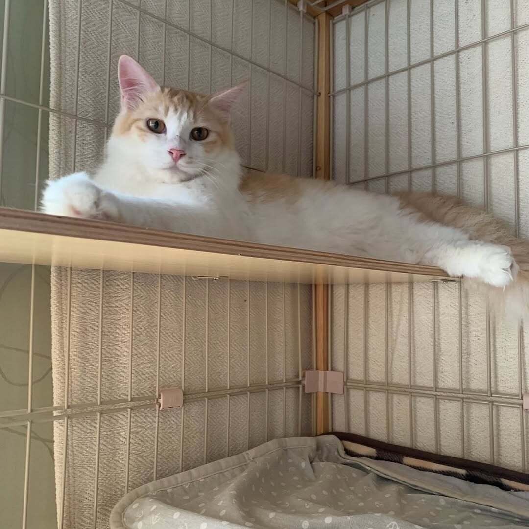 ケージの中でくつろぐ月くん