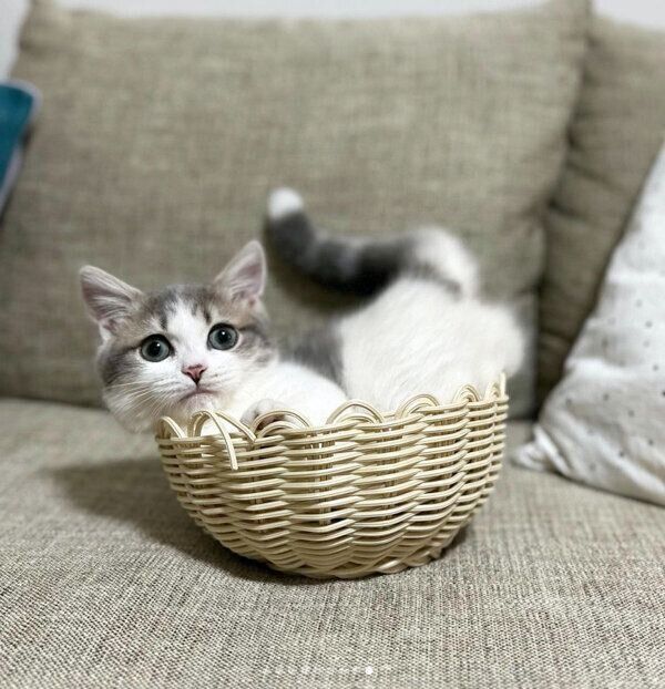 カゴに入ろうとするチノちゃん