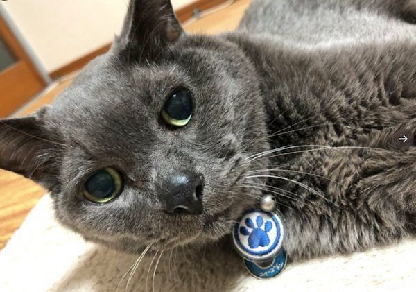 くつろぐニャーゴチンちゃん