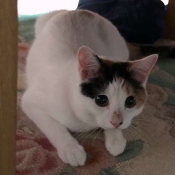 興奮中の猫（MIX）