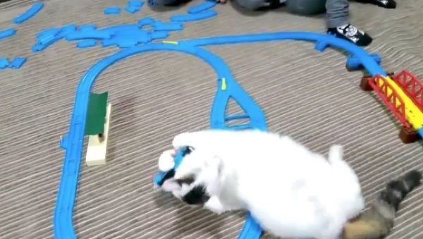 プラレールを妨害する猫