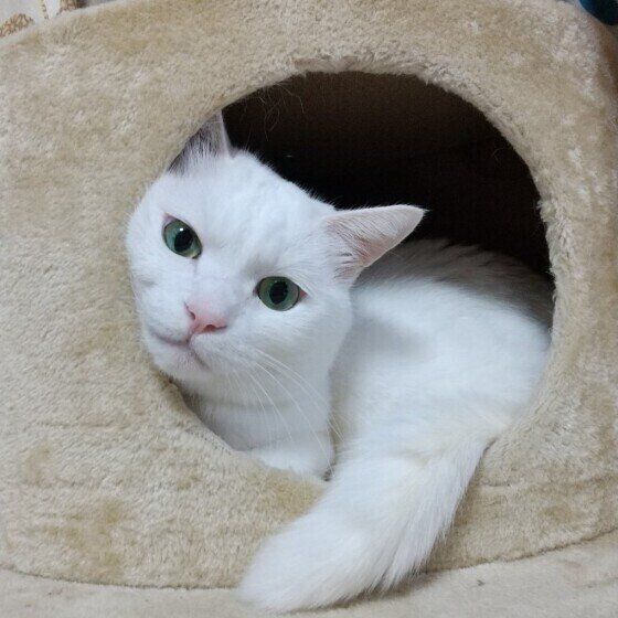 ベッドの中から見つめる白猫